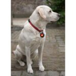 Lampe porte-clés LED rechargeable 5W blanc rouge IP44 – Image 3